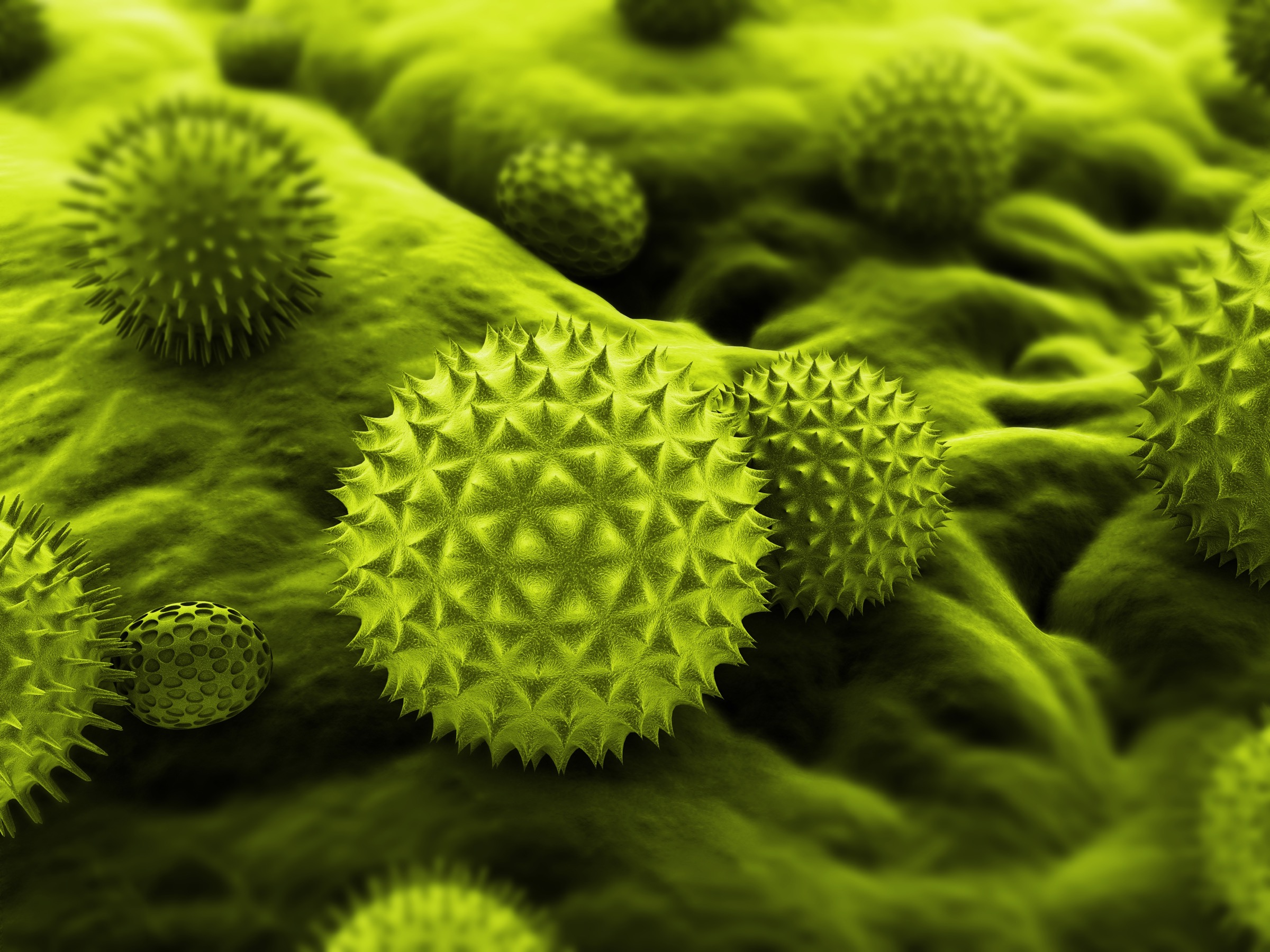 Пыльца растений является. Пыльца амброзии под микроскопом. Бактерии бронхиальной астмы. Пыльцевые и грибковые аллергены. Пыльца в микроскопе.