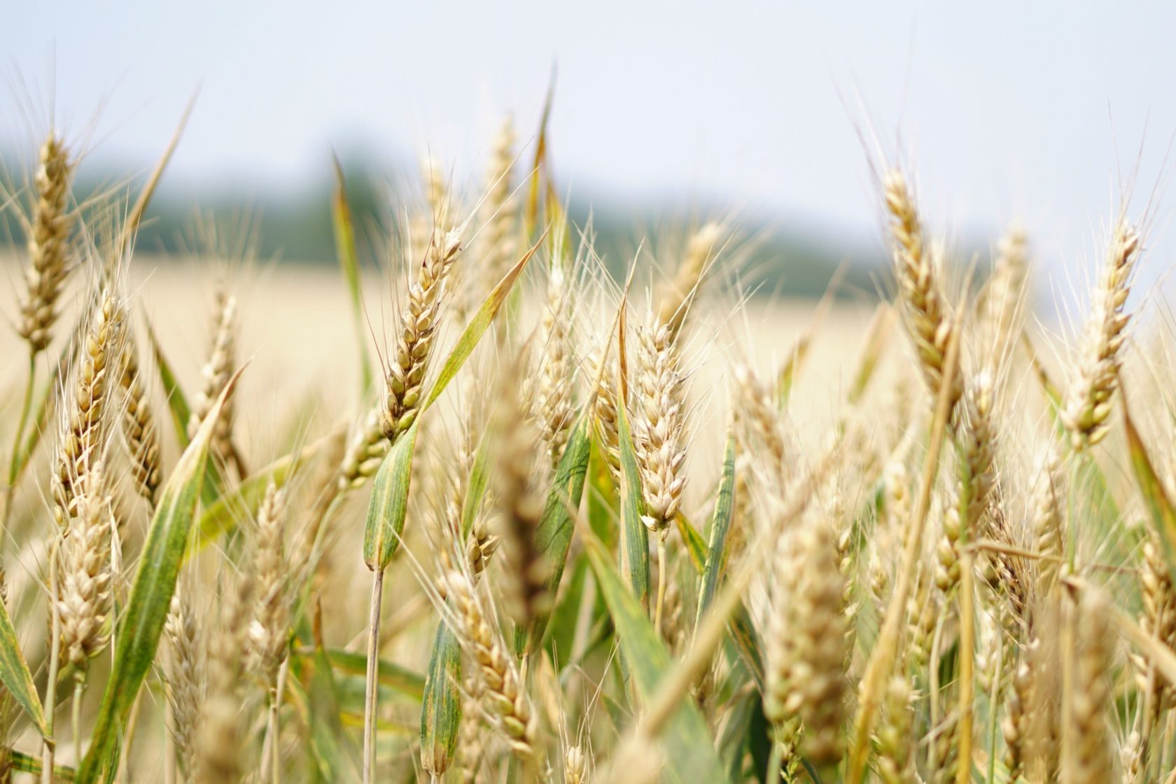 Agriculture Arable Barley Blur 265216