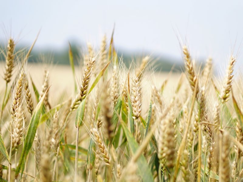 Agriculture Arable Barley Blur 265216